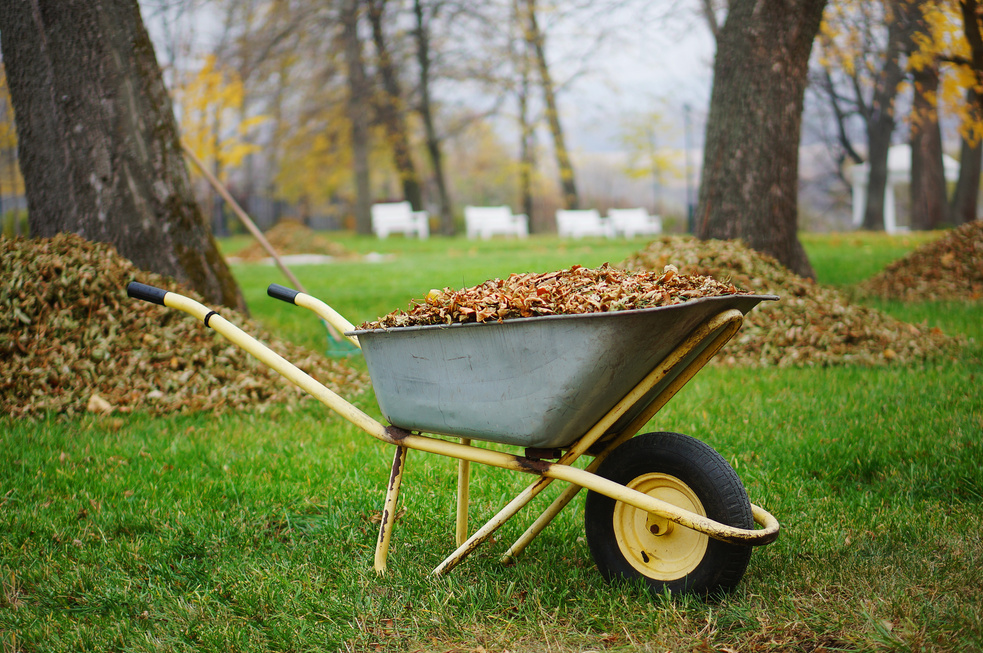 Wheelbarrow full of yellow fallen leaves. Fall Cleanup and Preparation and Removing Leaves in Autumn Park